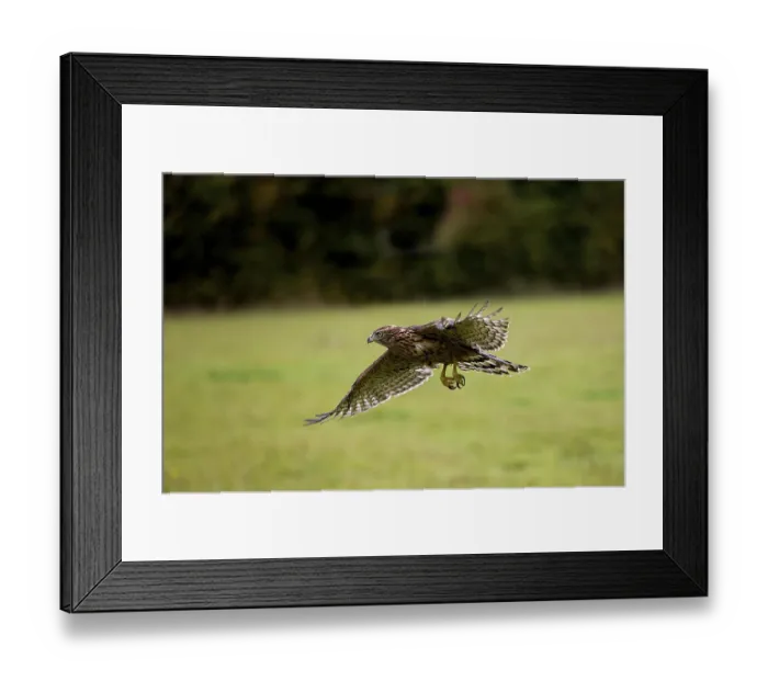 Framed Print : GOSHAWK (accipiter gentilis), JUVENILE IN FLIGHT