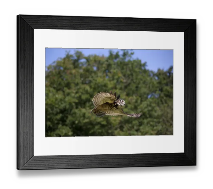 Framed Print : Cape Eagle Owl (bubo capensis), Adult in Flight