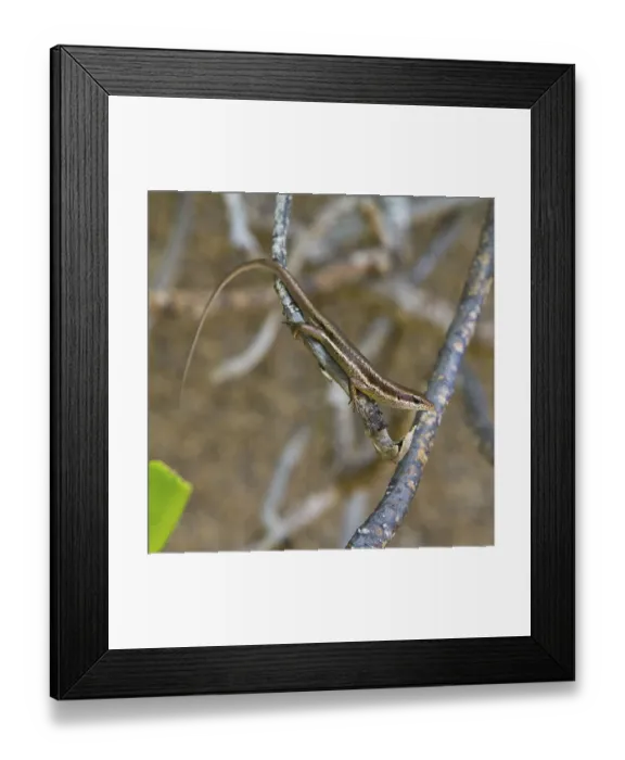 Framed Print : Seychelles Skink (Trachylepis seychellensis)