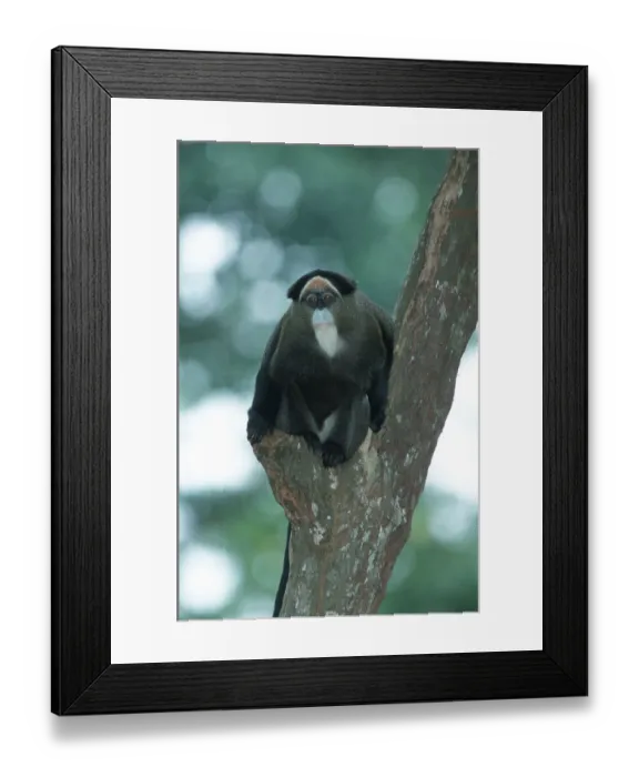 Framed Print : De Brazza's Monkey (Cercopithecus neglectus) De Brazza's Monkey (Cercopithecus neglectus)