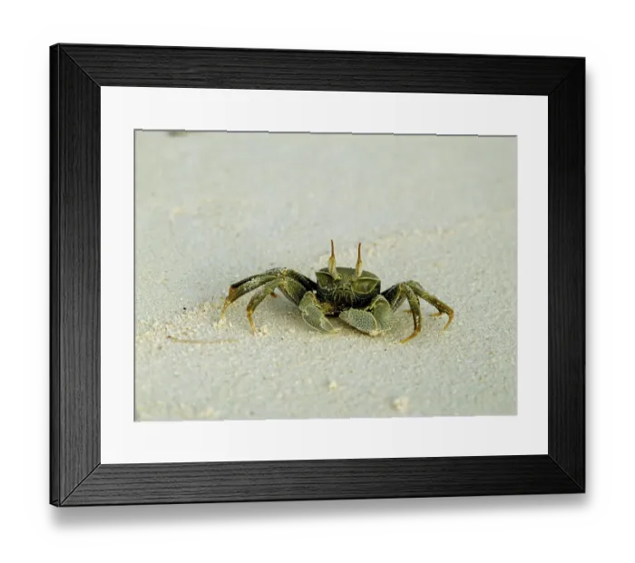 Framed Print : Ghost Crab (Ocypode), Seychelles