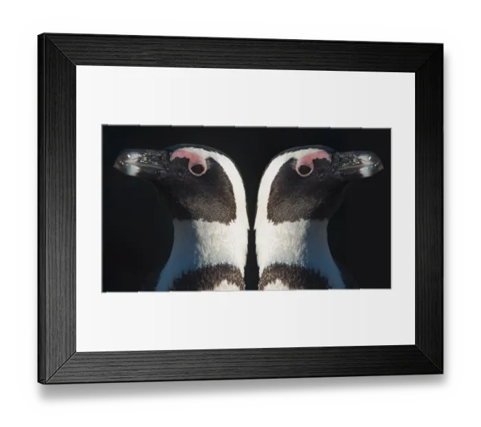Framed Print : African penguins (Spheniscus demersus)