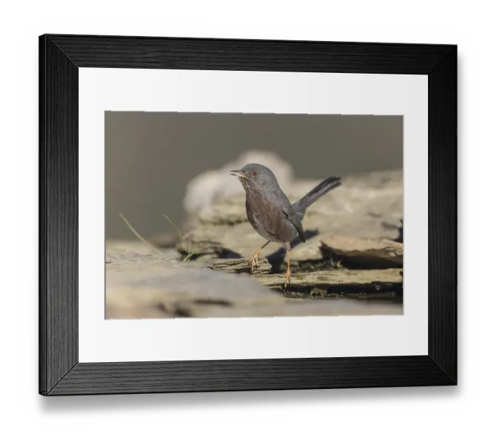 Framed Print : Dartford warbler (Sylvia undata), Spain