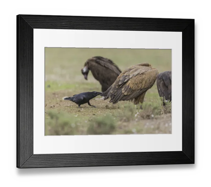 Framed Print : Griffon vultue and raven, Spain (Gyps fulvus and Corvus corax) Framed Print : Griffon vultue and raven, Spain (Gyps fulvus and Corvus corax)
