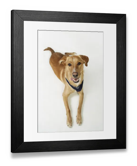 Framed Print : Lying mongrel, looking up