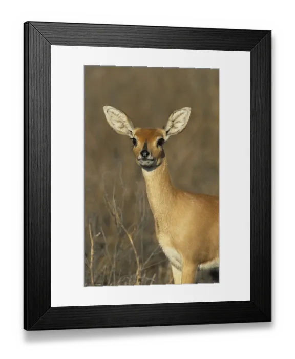 Framed Print : Steenbok (Raphicerus campestris)