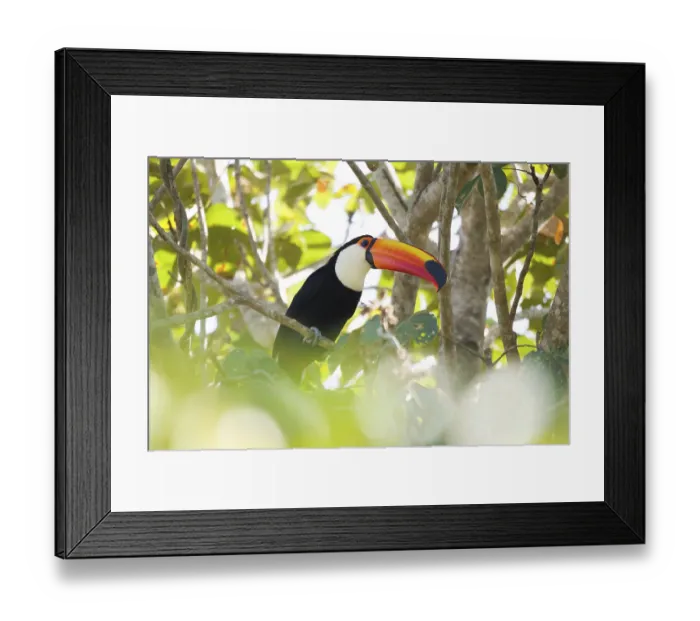 Framed Print : Toco Toucan (Ramphastos toco), sitting in tree