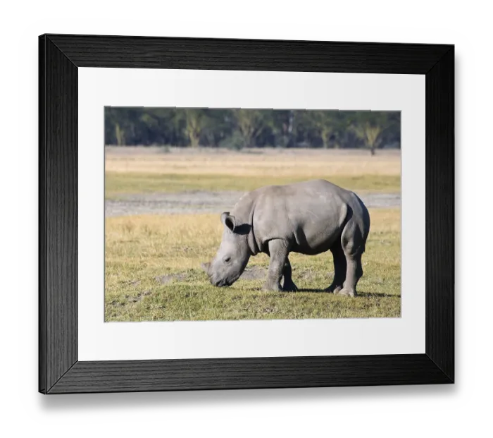 Framed Print : White rhinoceros (Ceratotherium simum)