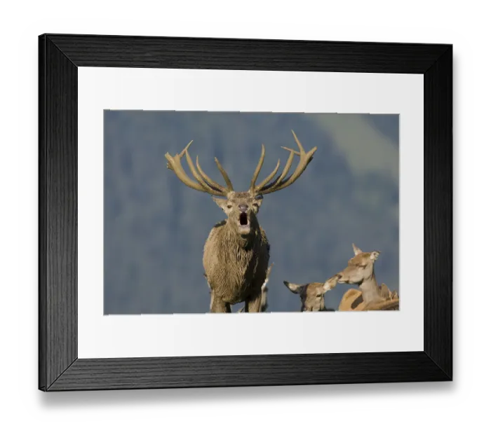 Framed Print : Red deer (Cervus elaphus) belling