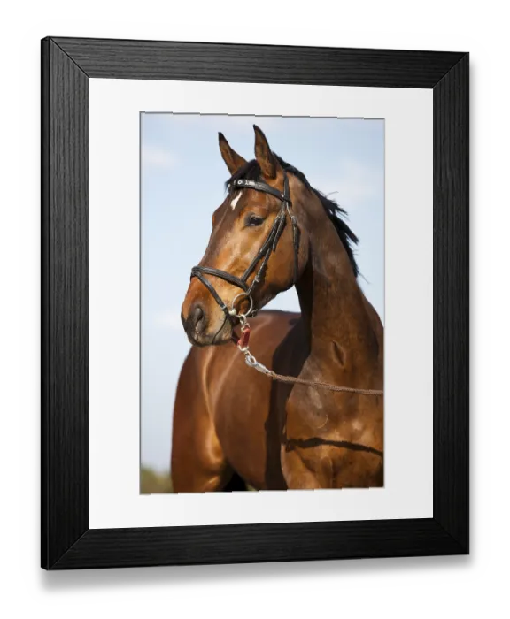 Framed Print : Austrian Warmblood, Bay, bridle with snaffle and longeing strap
