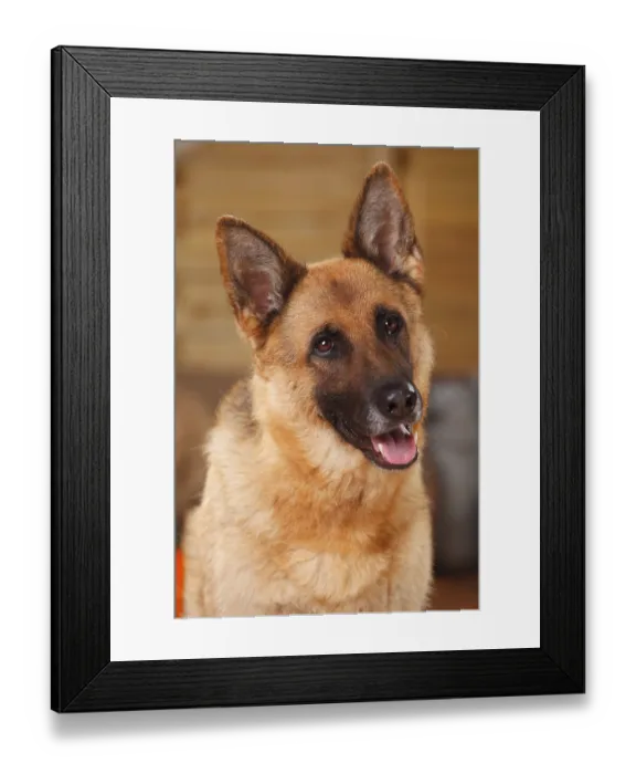 Framed Print : German shepherd dog, female
