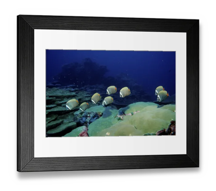 Framed Print : Butterflyfish Chaetodon collare Framed Print : Butterflyfish Chaetodon collare