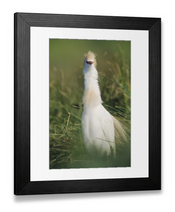 Framed Print : Cattle Egret (Bubulcus ibis), adult in breeding plumage