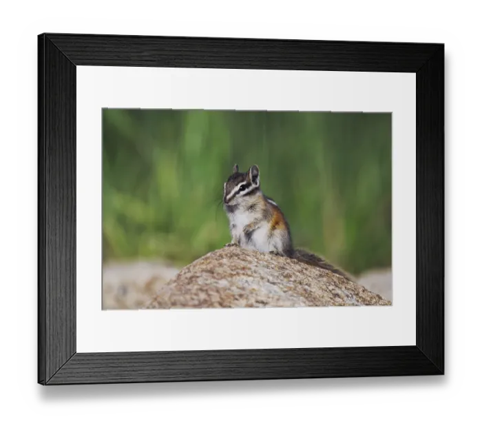 Framed Print : Uinta Chipmunk (Tamias umbrinus) Framed Print : Uinta Chipmunk (Tamias umbrinus)