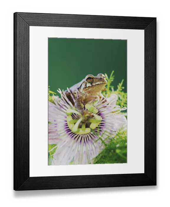 Framed Print : Mexican Treefrog (Smilisca baudinii) Framed Print : Mexican Treefrog (Smilisca baudinii)