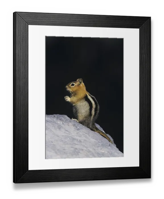 Framed Print : Golden-mantled Ground Squirrel (Spermophilus lateralis)