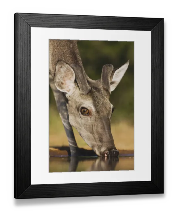 Framed Print : White-tailed Deer (Odocoileus virginianus)