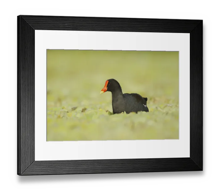 Framed Print : Common Moorhen (Gallinula chloropus) Framed Print : Common Moorhen (Gallinula chloropus)