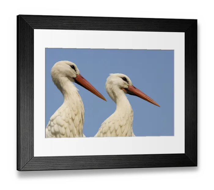 Framed Print : White poking (Ciconia ciconia)