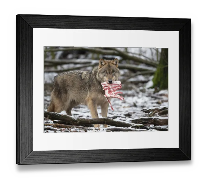 Framed Print : Grey Wolf (Canis lupus) Framed Print : Grey Wolf (Canis lupus)