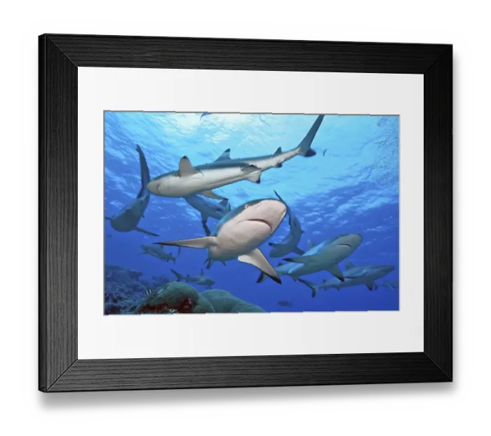 Framed Print : Grey reef shark (Carcharhinus amblyrhynchos) and blacktip reef shark
