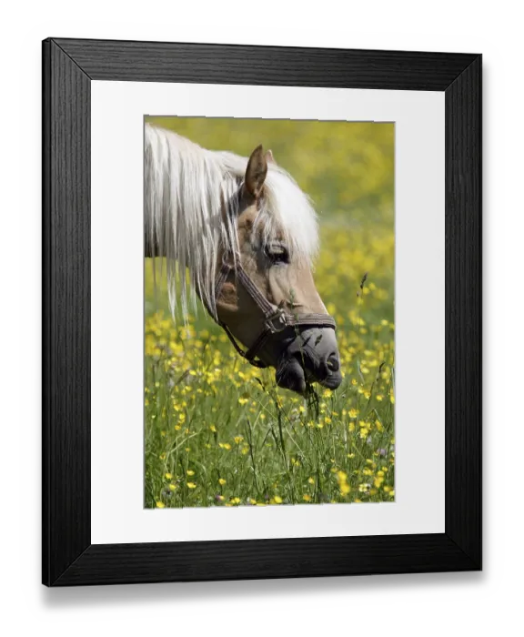 Framed Print : Haflinger Horse (Equus caballus) Framed Print : Haflinger Horse (Equus caballus)