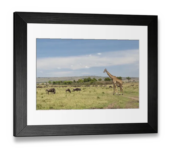 Framed Print : Giraffe (Giraffa camelopardalis)