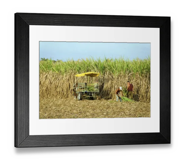Framed Print : Sugarcane (Saccharum officinarum) harvest