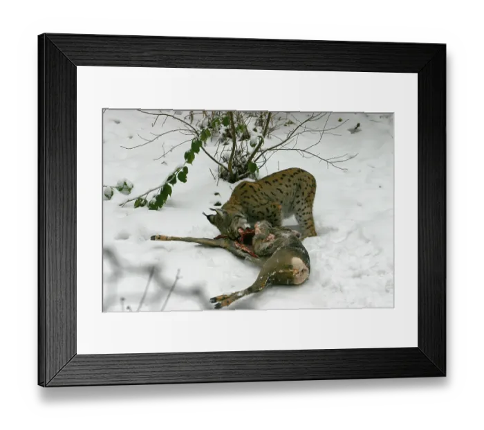 Framed Print : European lynx with captured Eurasian lynx (Felis lynx)