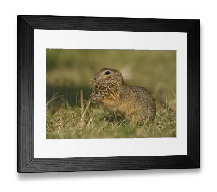Framed Print : European ground squirrel (Spermophilus citellus) European ground squirrel Framed Print : European ground squirrel (Spermophilus citellus) European ground squirrel