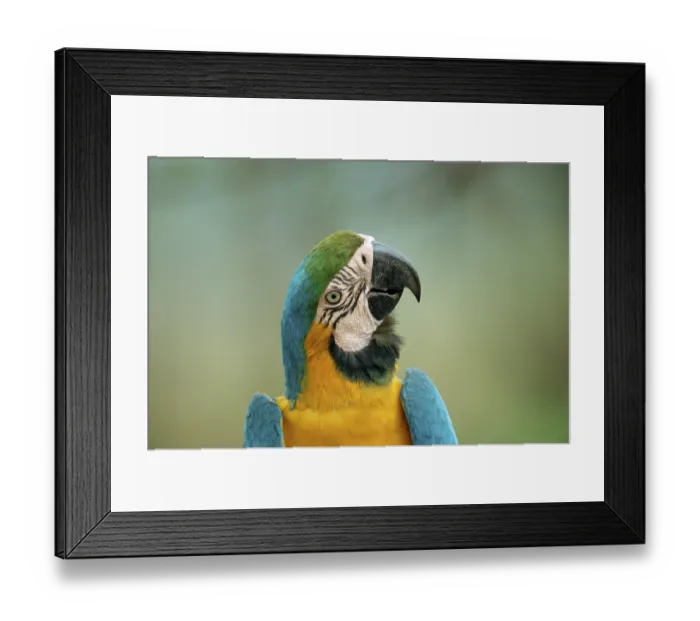 Framed Print : Blue and yellow macaw (Ara ararauna) Framed Print : Blue and yellow macaw (Ara ararauna)