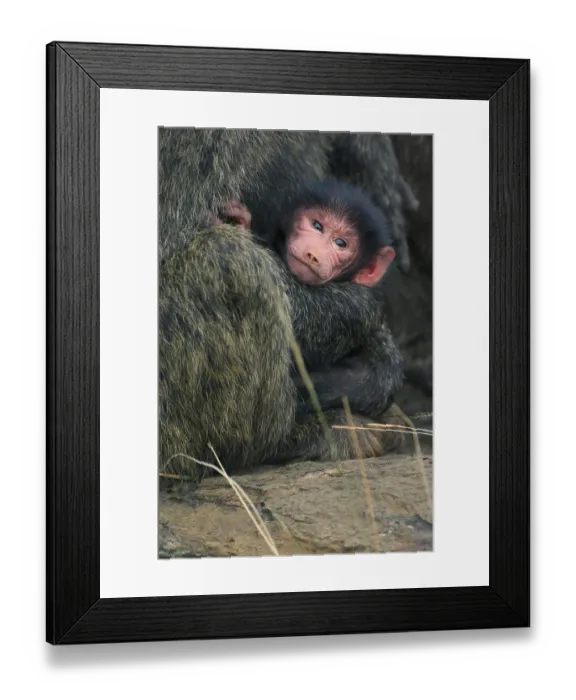 Framed Print : Yellow baboon (Papio cynocephalus)