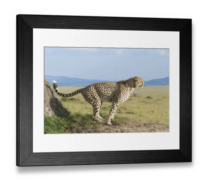 Framed Print : Cheetah (Acinonyx jubatus) marking a tree
