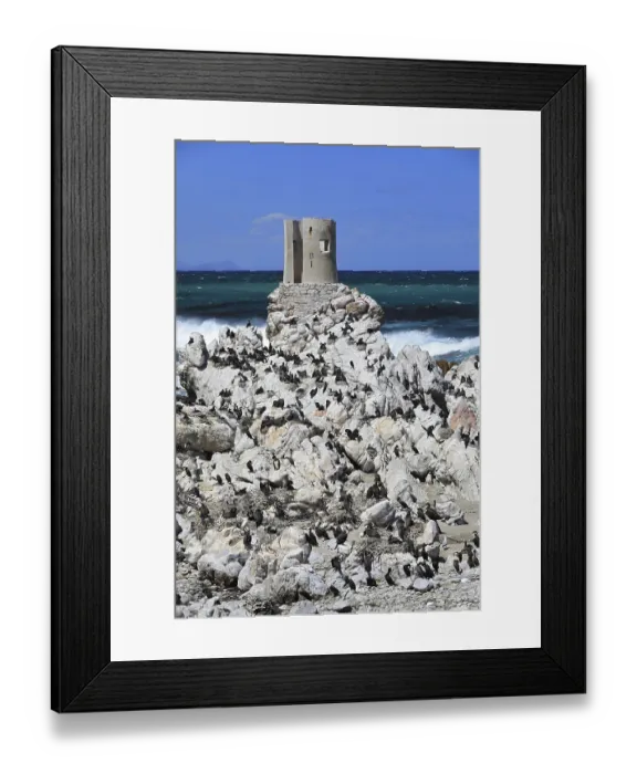 Framed Print : Cape Cormorant (Phalacrocorax capensis) Framed Print : Cape Cormorant (Phalacrocorax capensis)