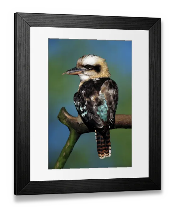 Framed Print : Laughing kookaburra (Dacelo novaeguineae) Kookaburra Framed Print : Laughing kookaburra (Dacelo novaeguineae) Kookaburra