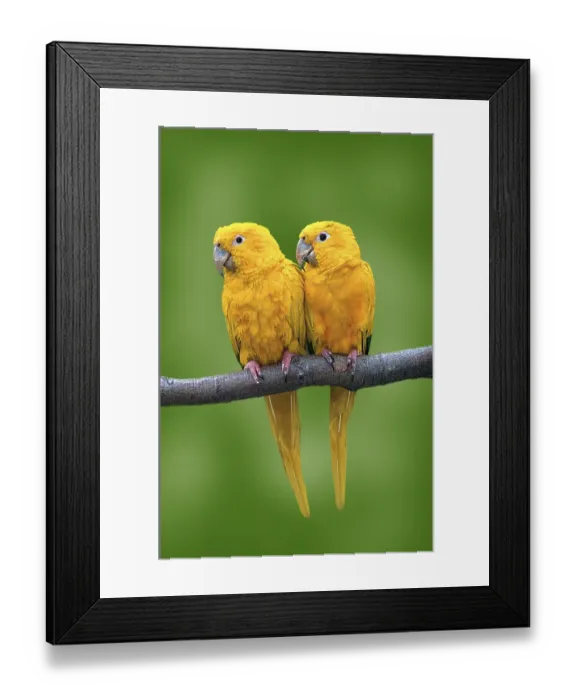 Framed Print : Golden Conures, Queen of Bavaria's Conures