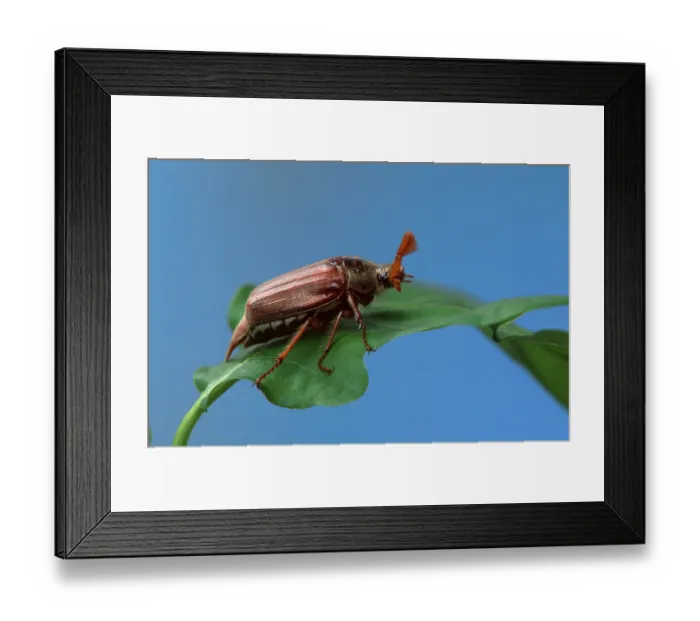 Framed Print : Cockchafer (Melolontha melolontha), male, Germany