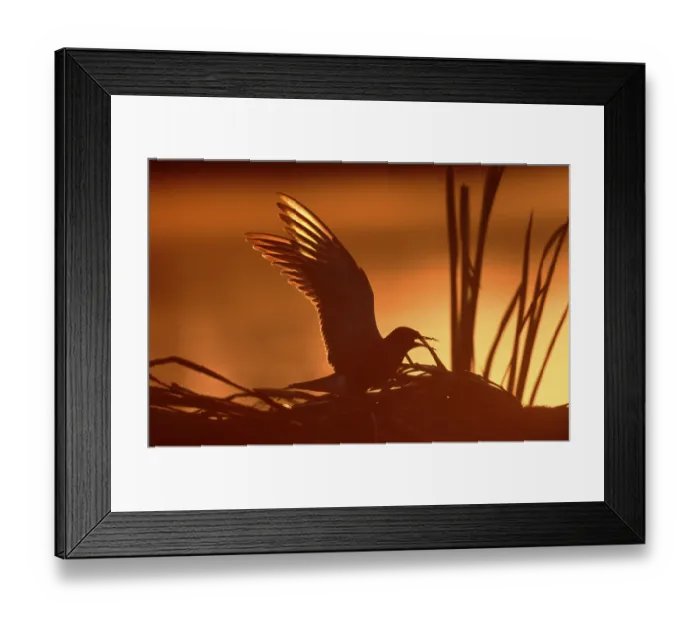 Framed Print : Black tern, calling, at nest at sunrise Framed Print : Black tern, calling, at nest at sunrise