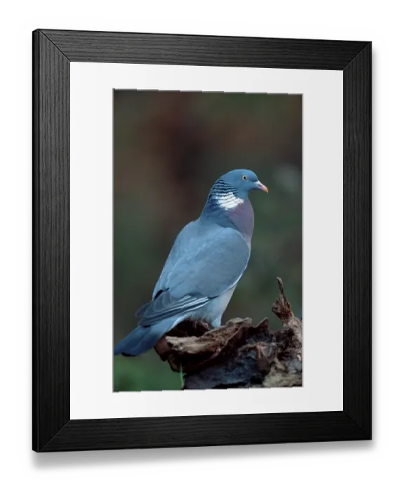 Framed Print : Common Wood pigeon (Columba palumbus)