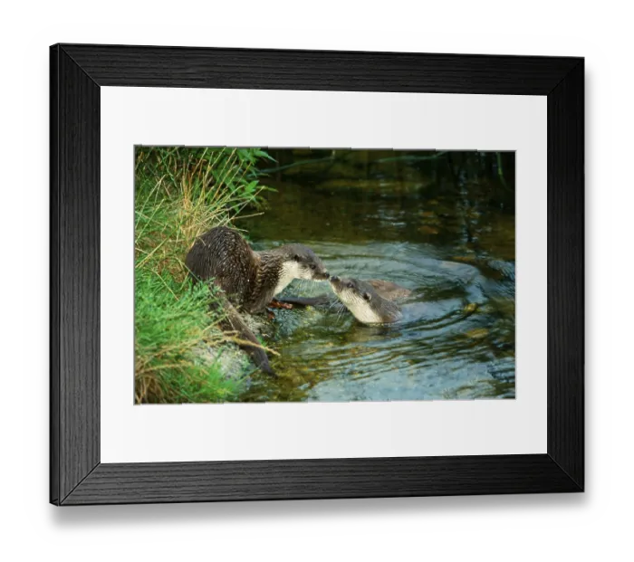 Framed Print : European Otter (Lutra lutra), pair, River Otter