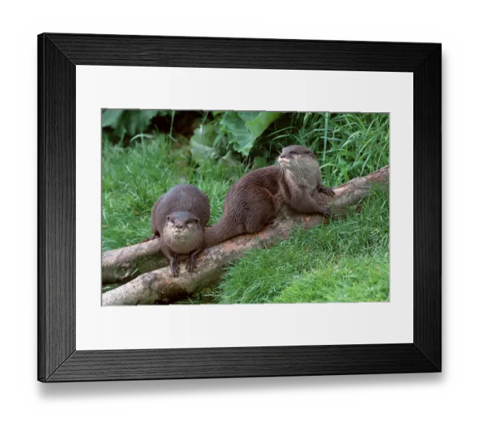 Framed Print : Asian oriental small-clawed otter (Amblonyx cinerea) Pair