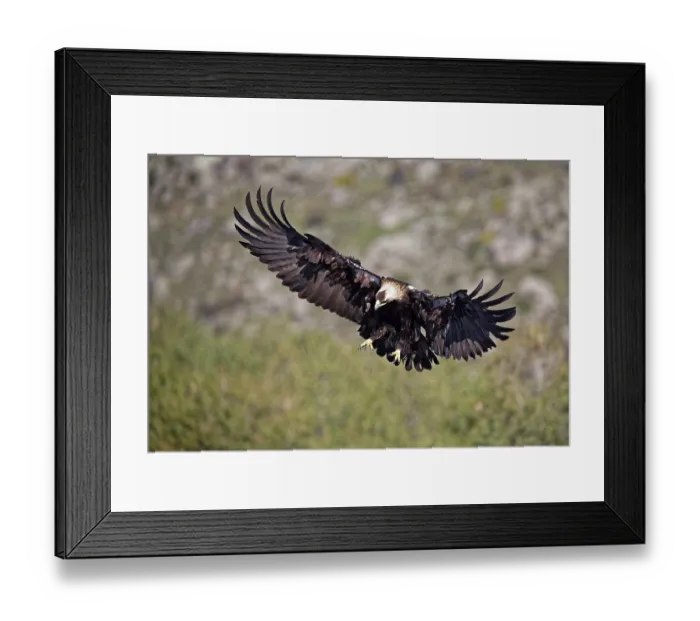 Framed Print : Spanish imperial eagle (Aquila adalberti)