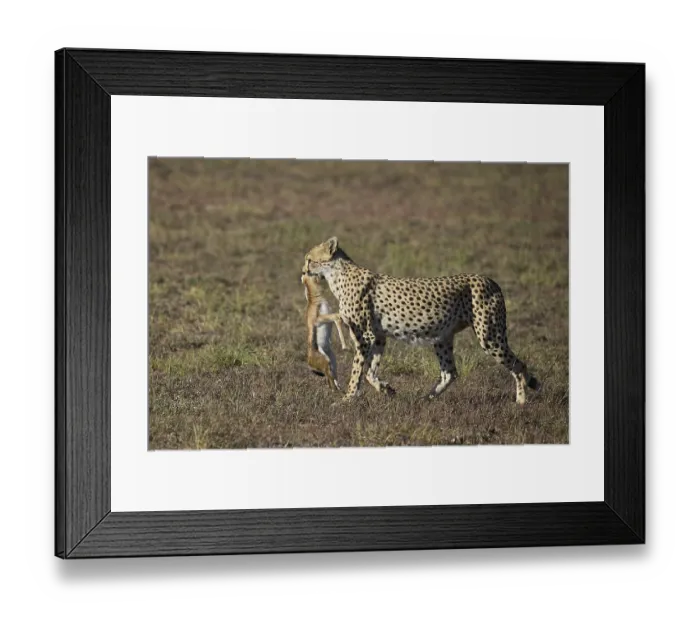 Framed Print : Cheetah (Acinonyx jubatus), adult