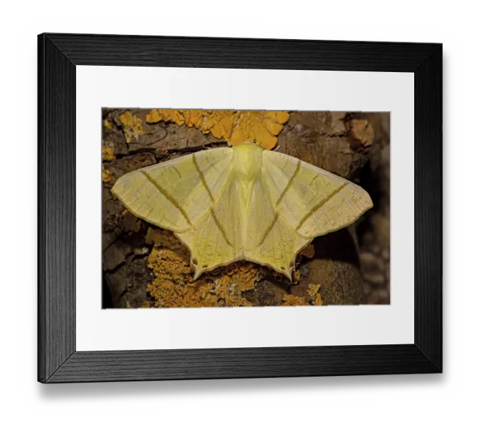 Framed Print : Swallow tailed moth (Ourapteryx sambucaria)