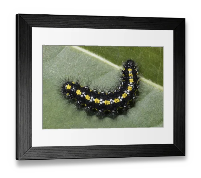 Framed Print : Scarlet tiger moth (Callimorpha dominula) Framed Print : Scarlet tiger moth (Callimorpha dominula)