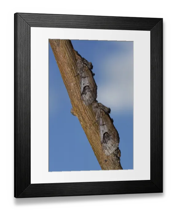 Framed Print : Pebble Prominent Moth (Notodonta ziczac)