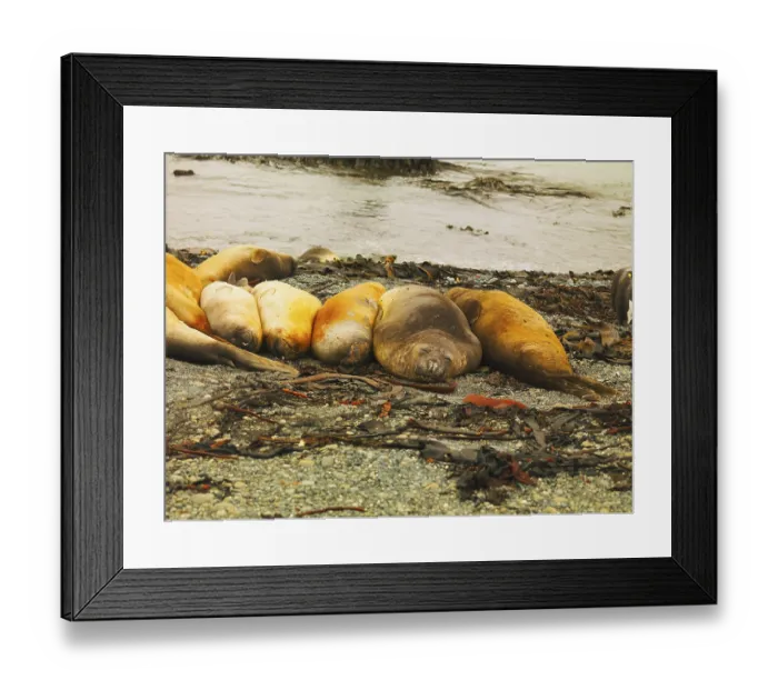 Framed Print : Southern Elephant Seal (Mirounga leonina) on Macquarie Island Framed Print : Southern Elephant Seal (Mirounga leonina) on Macquarie Island