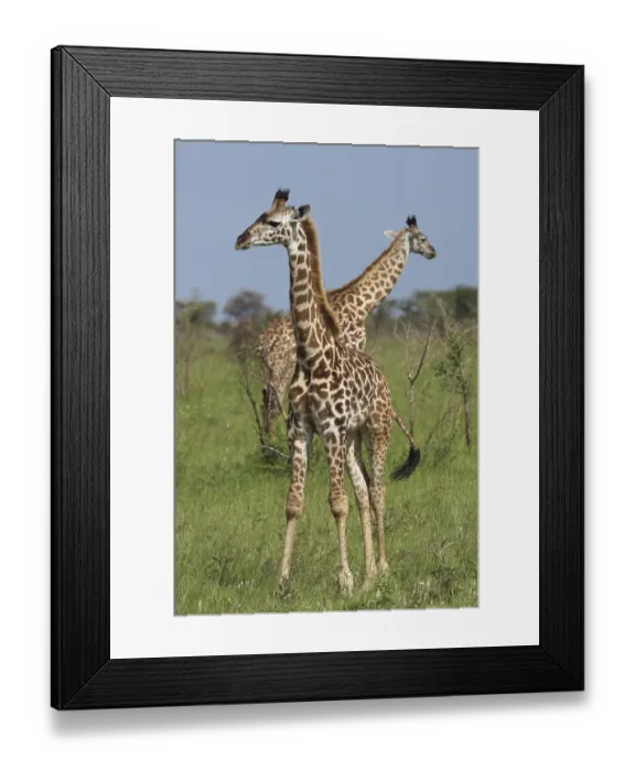 Framed Print : Two Giraffes (Giraffa camelopardalis) in the Serengeti Framed Print : Two Giraffes (Giraffa camelopardalis) in the Serengeti