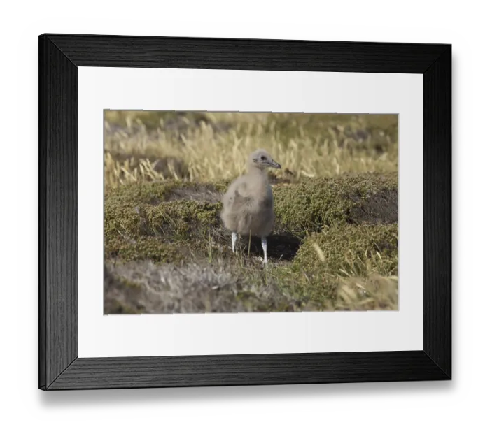 Framed Print : Falkland Skua (Catharacta skua antarcticai)
