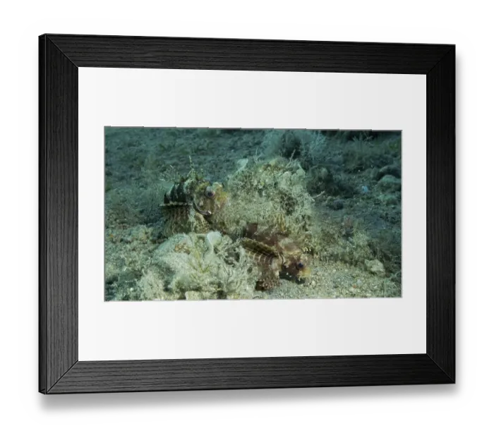 Framed Print : Zebra Lionfish (Dendrochirus zebra) lies on sandy bottom